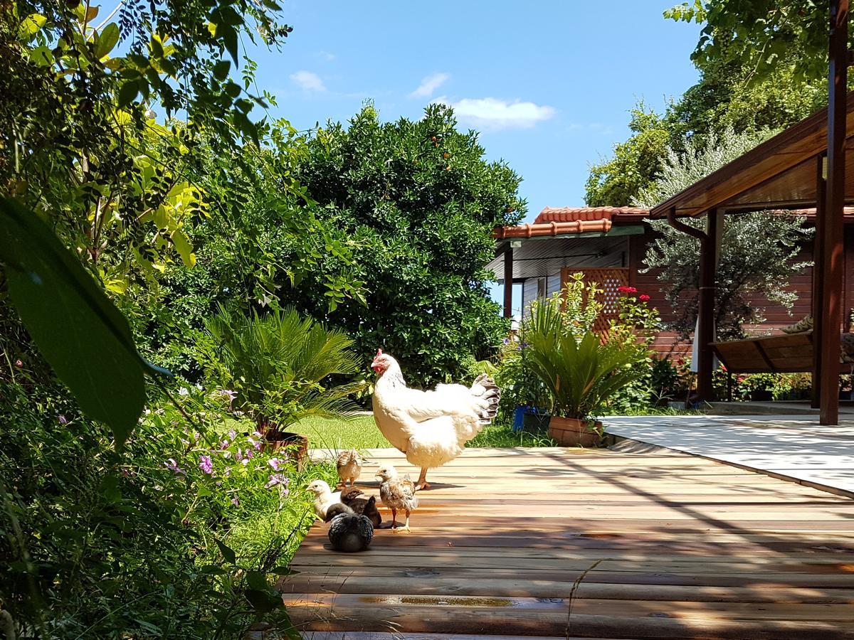 Aygun Pension Tekirova Dış mekan fotoğraf
